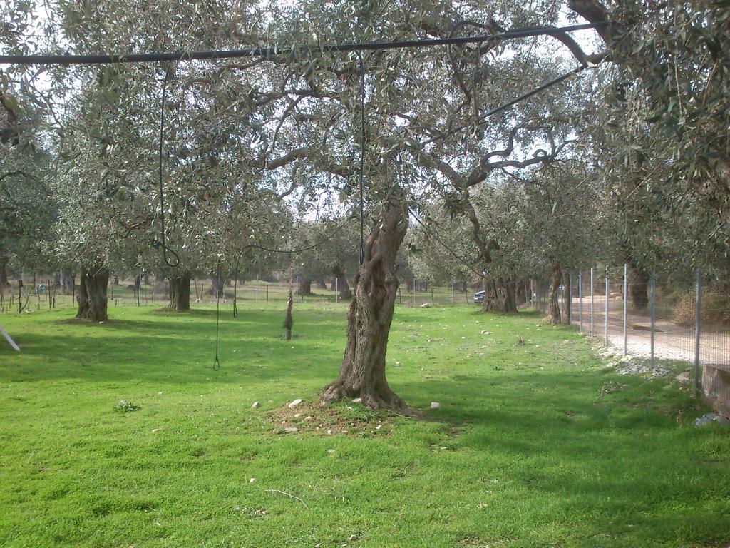 Elea Stone Houses In Organic Quiet Olive Grove, Prinos, Thassos Εξωτερικό φωτογραφία